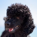 Dog Breeds With Curly Hair: Discover Adorable Curls