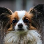 Dog Breeds With Long Hair: Ultimate Grooming Guide