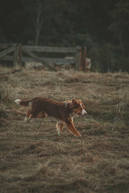 Dog Breeds for Herding: Top Picks for Your Farm