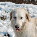 Dog Breeds in the Military: Heroes on Four Paws