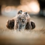 Dog Brindle Breeds: Unveiling Unique Coat Patterns