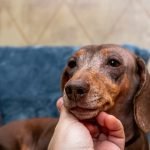 Dog Chewing Paws Gut Health: Unveiling the Connection