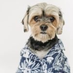 Dog Creative Grooming: Transform Your Pup’s Look