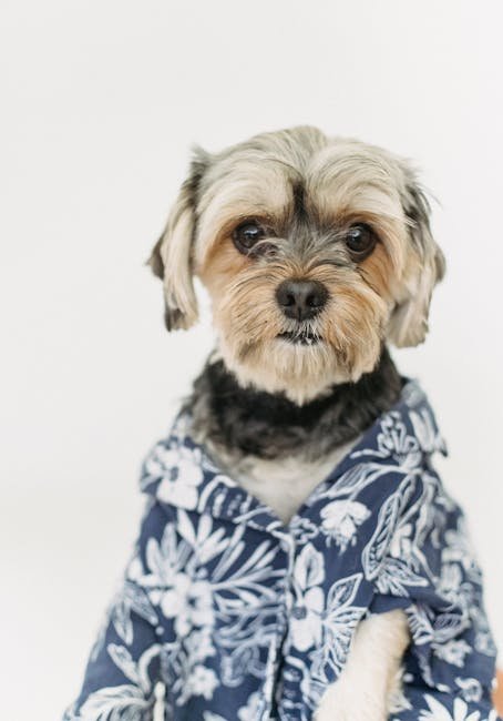 Dog Creative Grooming: Transform Your Pup’s Look