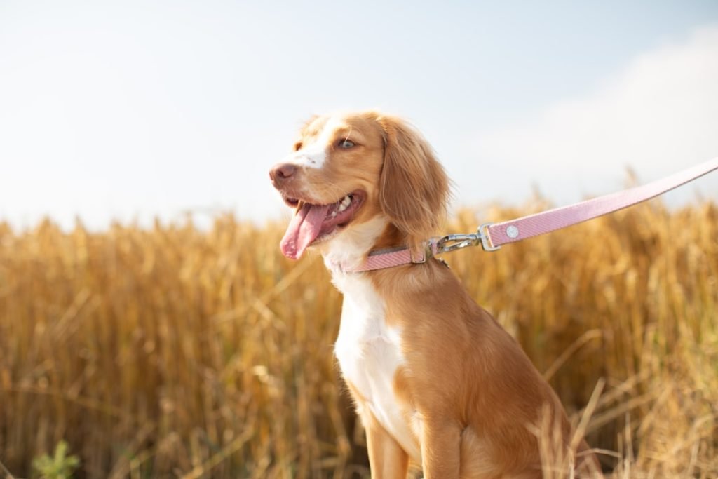 Dog Diet Chart: Tailoring Nutrition for Optimal Health