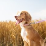 Dog Diet Chart: Tailoring Nutrition for Optimal Health