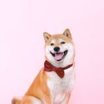 Dog English Breeds: Discover Their Unique Charms