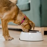 Dog Epilepsy Diet: Optimal Nutrition for Seizure Control