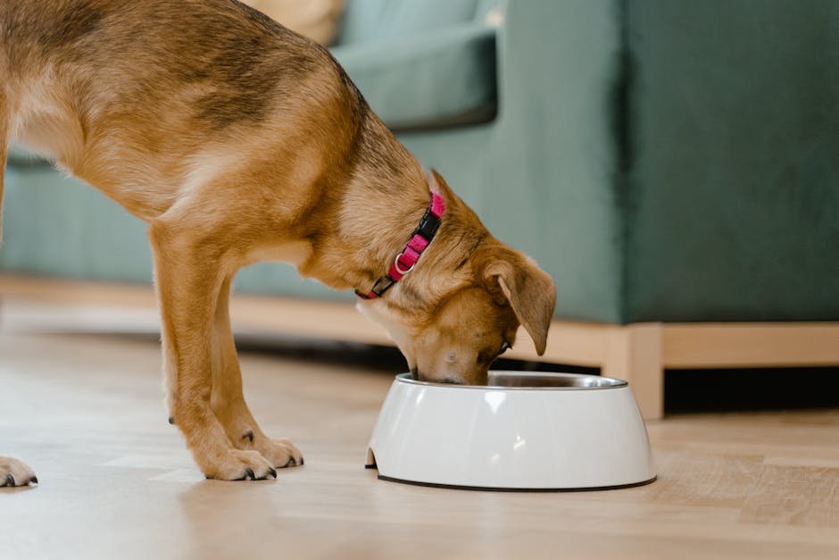 Dog Epilepsy Diet: Optimal Nutrition for Seizure Control