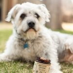 Dog Food Urinary Tract Health: Optimize Your Pet’s Wellness