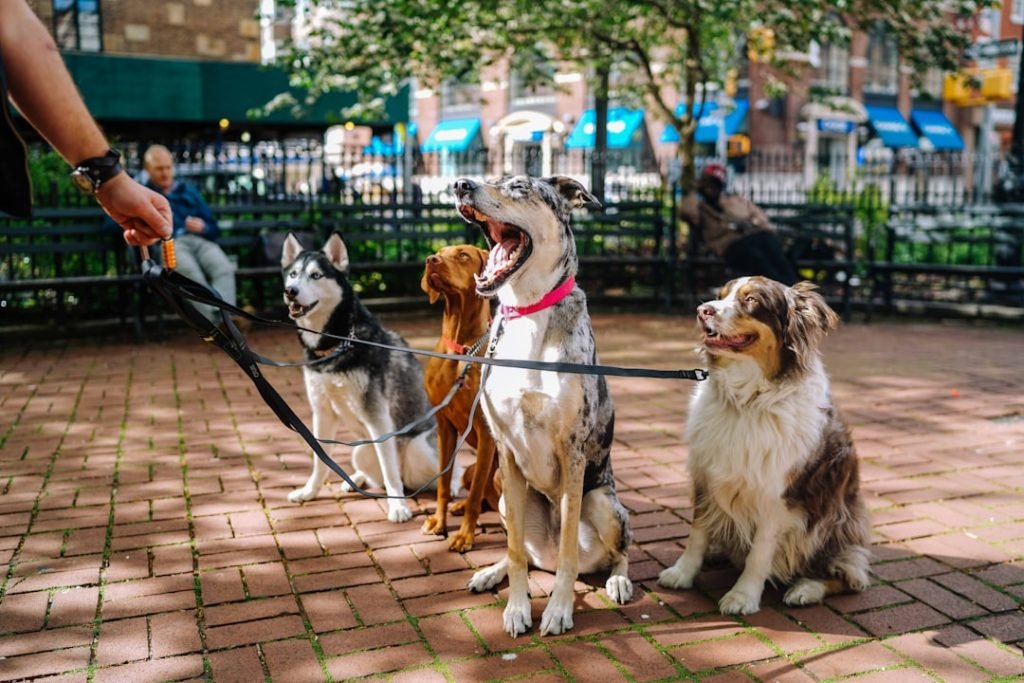 Dog Friendly Activities Boston: Unleash Fun Adventures
