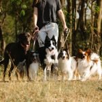 Dog Friendly Activities London: Explore Pawsome Adventures