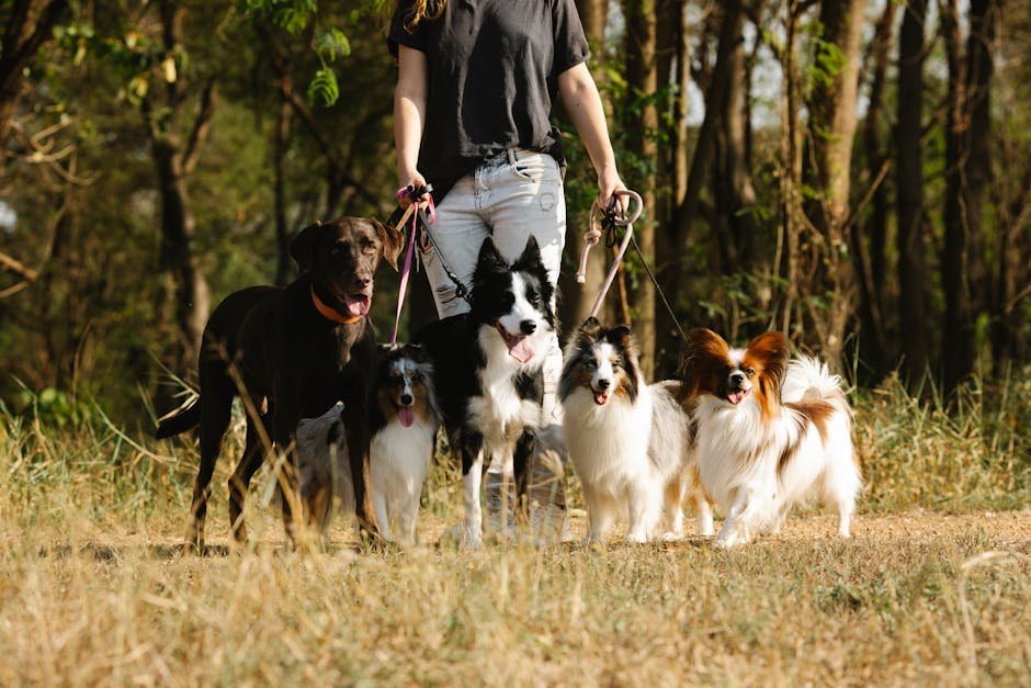 Dog Friendly Activities London: Explore Pawsome Adventures