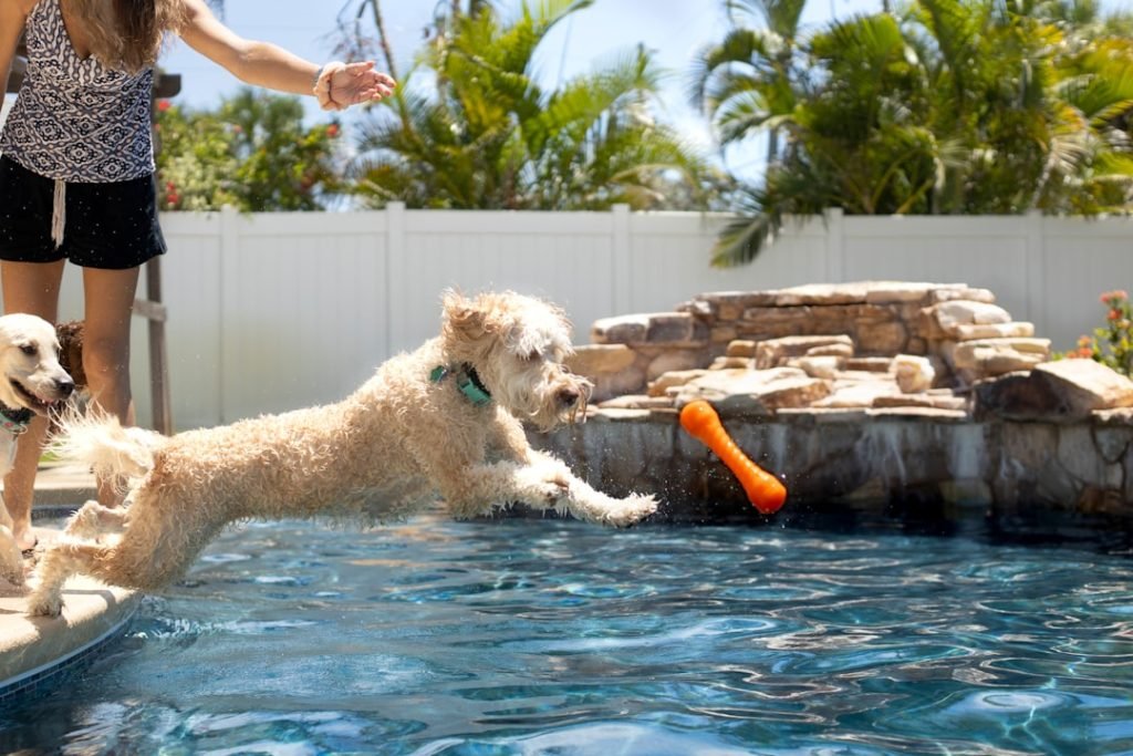 Dog Friendly Activities Orlando: Unleash Adventure!