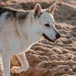 Dog Friendly Activities San Diego: Unleash the Fun!