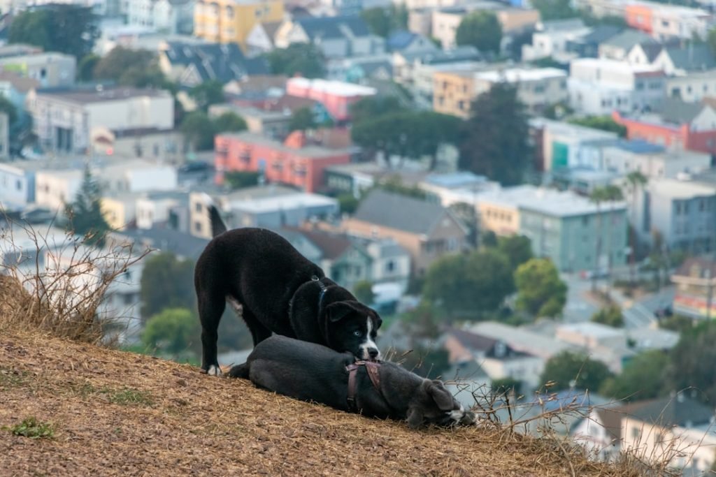Dog Friendly Activities San Francisco: Unleash Adventure