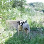 Dog Friendly Activities Santa Barbara: Explore Top Spots