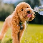 Dog Friendly Activities Savannah Ga: Unleash the Fun