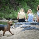Dog Friendly Activities in Asheville Nc: Explore Together