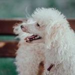 Dog Friendly Activities in Boston: Explore Best Spots