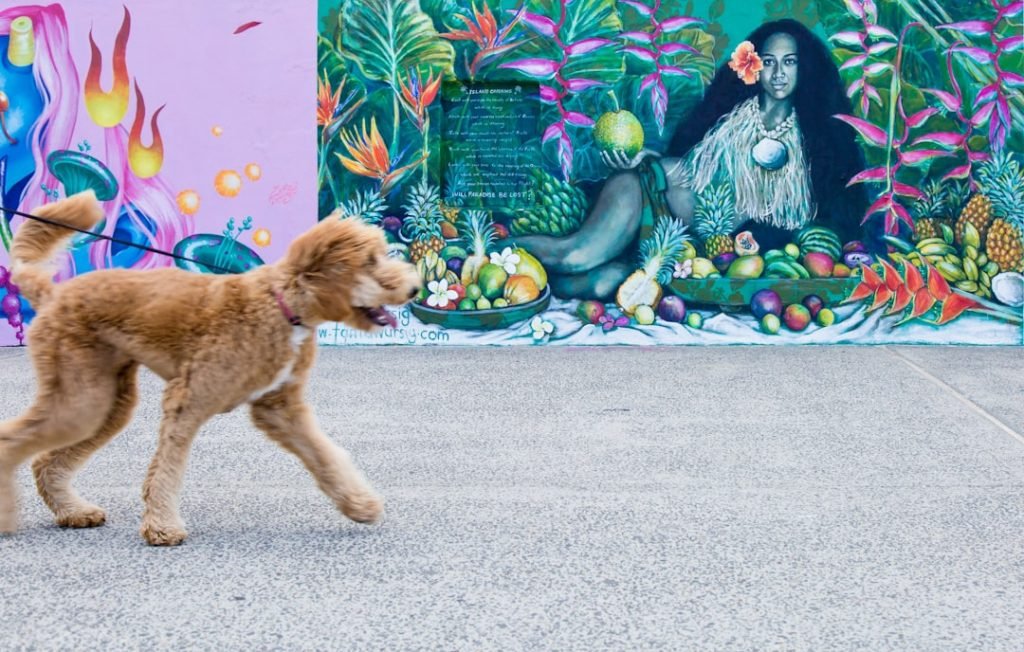 Dog Friendly Activities in Los Angeles: Unleash Fun!