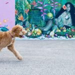 Dog Friendly Activities in Los Angeles: Unleash Fun!