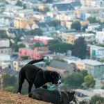 Dog Friendly Activities in San Francisco: Ultimate Fun Guide