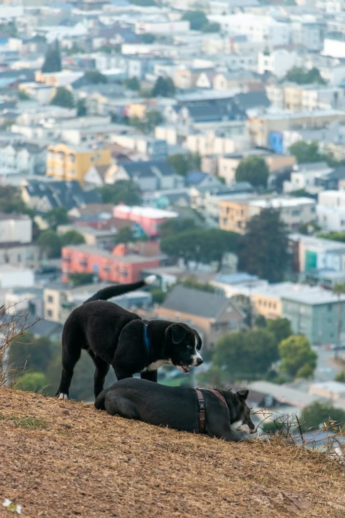 Dog Friendly Activities in San Francisco: Ultimate Fun Guide