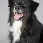 Dog Friendly Dog Breeds: Perfect Companions for Families
