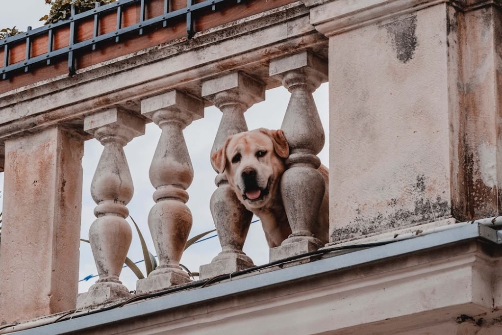 Dog Friendly Home Insurance: Protect Your Pup’s Palace