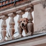 Dog Friendly Home Insurance: Protect Your Pup’s Palace