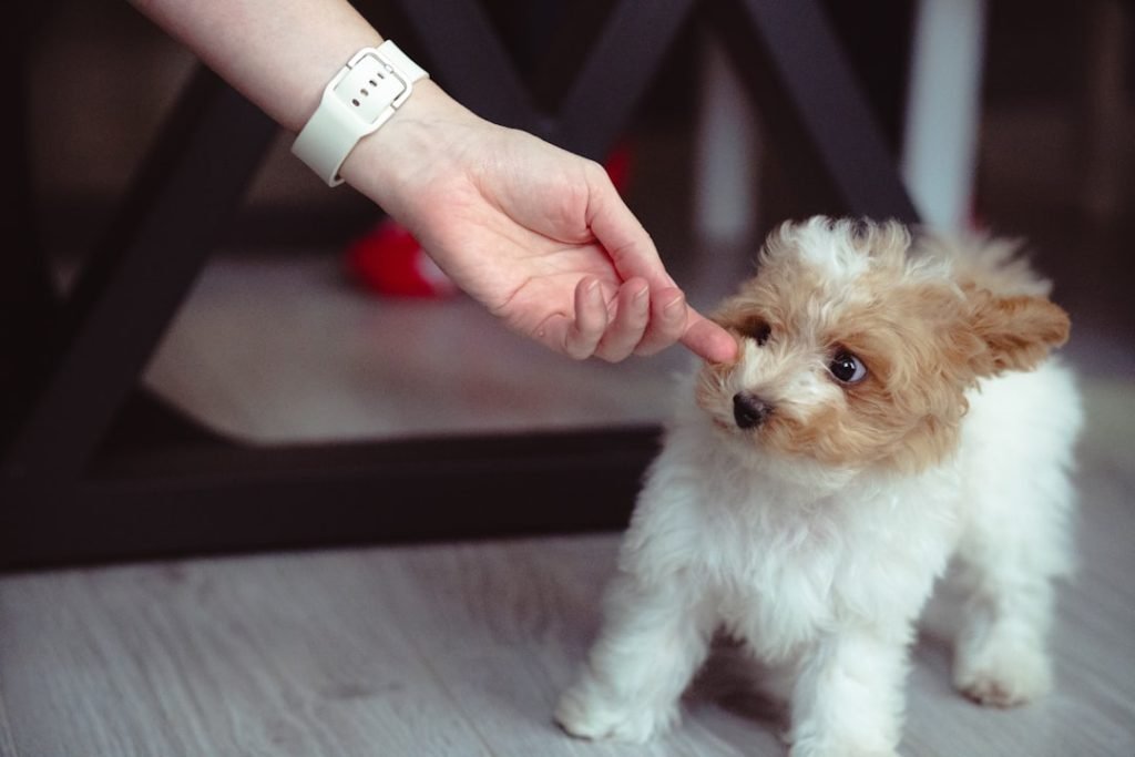 Dog Gone Cute Grooming: Transform Your Pup’s Style!
