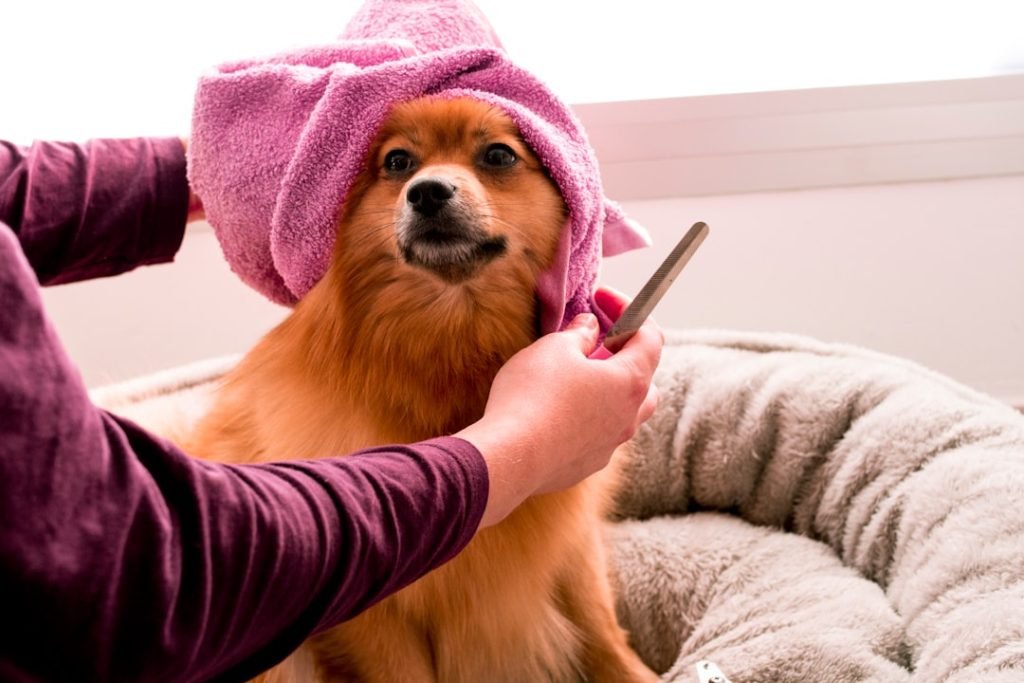 Dog Groomers Insurance: Essential Protection Tips