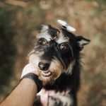 Dog Grooming 101: Essential Tips for a Happy Pup