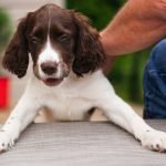 Dog Grooming Advice: Expert Tips for Perfect Pups
