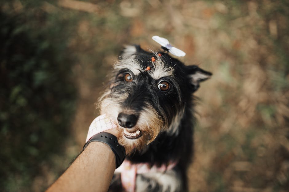 Dog Grooming Anxiety: Tips to Calm Your Nervous Pup