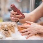 Dog Grooming App: Transform Your Pet’s Look Today!