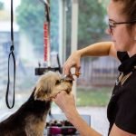 Dog Grooming Apprenticeship: Launch Your Career Today