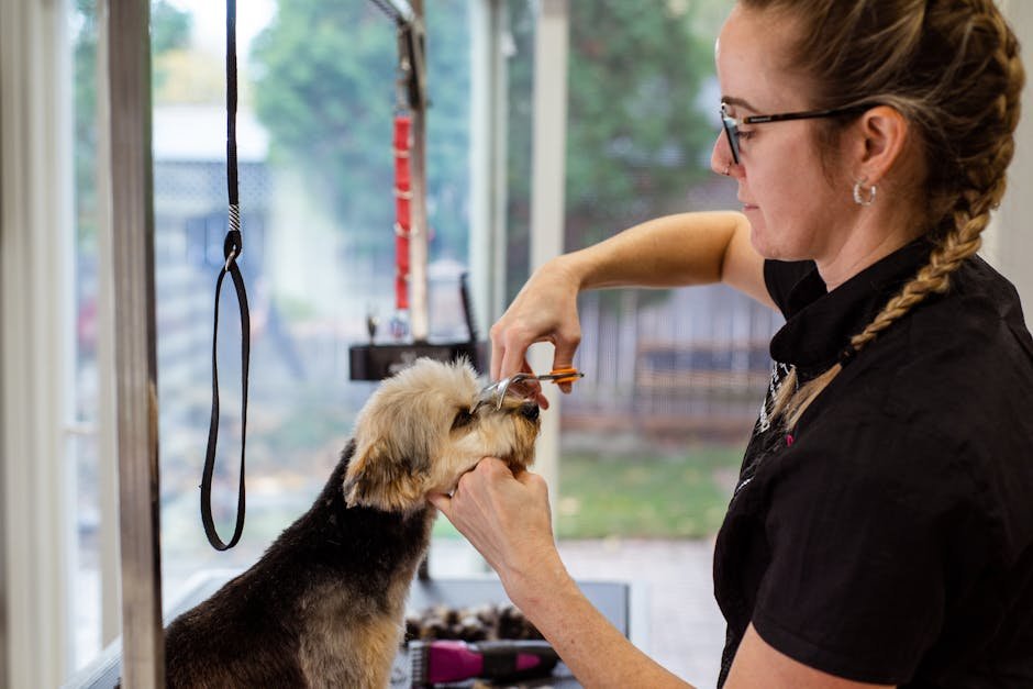 Dog Grooming Apprenticeship: Launch Your Career Today