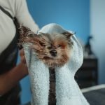 Dog Grooming Before And After: Stunning Transformations