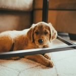 Dog Grooming Blade Length Chart: Ultimate Guide