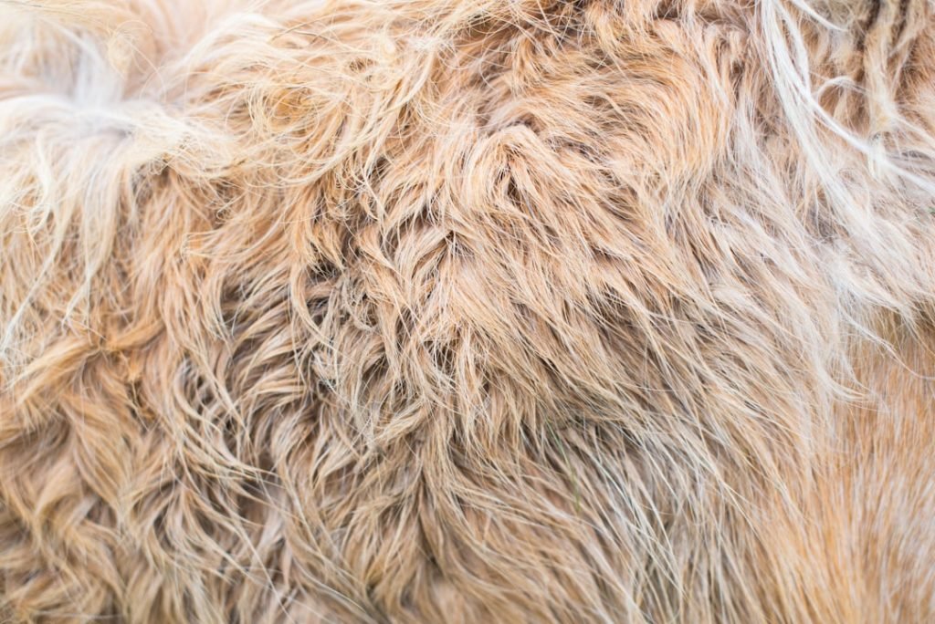 Dog Grooming Border Collie: Tips for a Stunning Coat