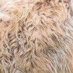 Dog Grooming Border Collie: Tips for a Stunning Coat