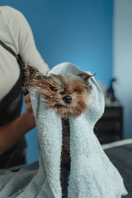 Dog Grooming Cairn Terrier: Expert Tips Revealed