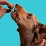 Dog Grooming Clip Art: Unleash Creative Designs