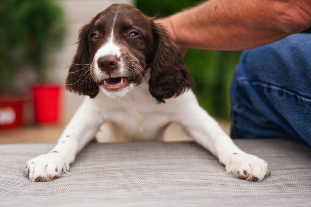 Dog Grooming Course: Unleash Your Pet Care Skills