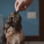 Dog Grooming Funny Moments: Hilarious Pet Transformations