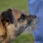 Dog Grooming German Shepherd: Essential Tips and Tricks