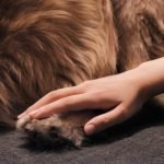 Dog Grooming Labrador: Expert Tips for Flawless Fur