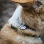 Dog Grooming Logos: Unleash Brand Identity Power